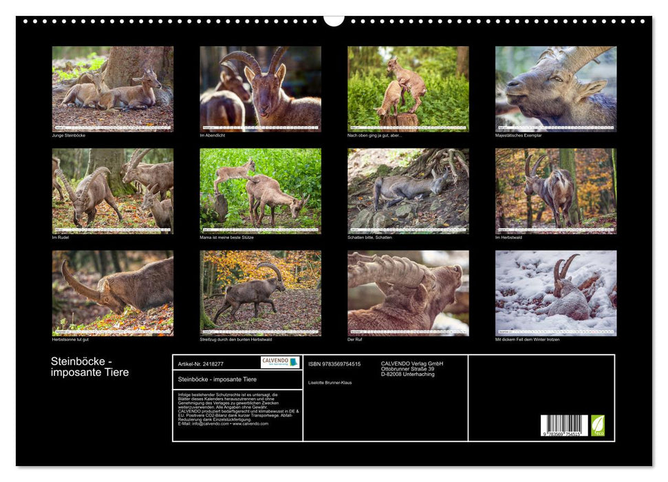 Steinböcke - imposante Tiere (CALVENDO Wandkalender 2027)