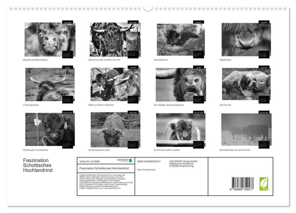 Faszination Schottisches Hochlandrind (CALVENDO Premium Wandkalender 2027)