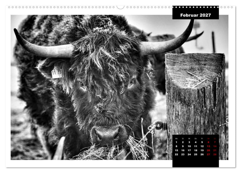 Faszination Schottisches Hochlandrind (CALVENDO Premium Wandkalender 2027)