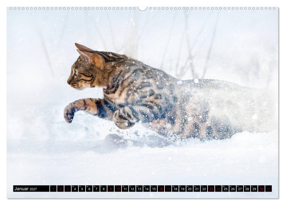 Bengalen Outdoor und Action (CALVENDO Wandkalender 2027)