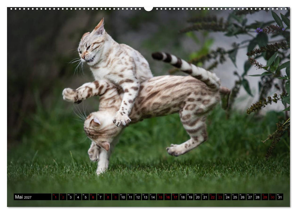 Bengalen Outdoor und Action (CALVENDO Wandkalender 2027)