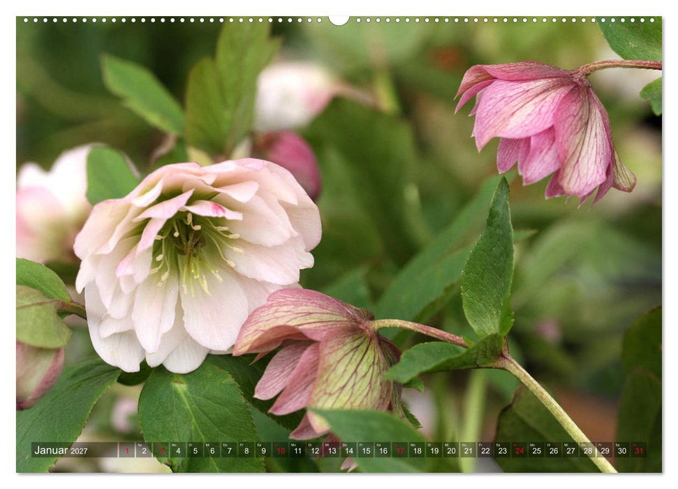 Christrosen (CALVENDO Premium Wandkalender 2027)