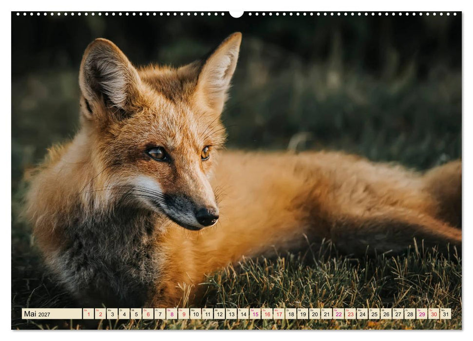 Fuchs - schlauer Räuber (CALVENDO Wandkalender 2027)