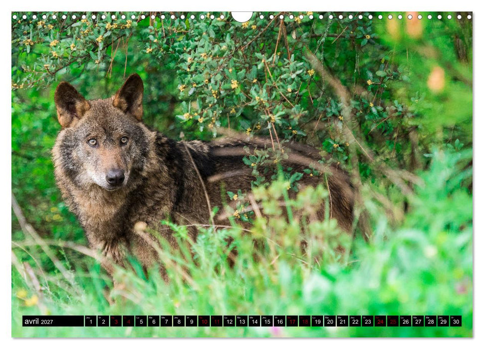 Le loup: l'esprit sauvage (CALVENDO Calendrier mensuel 2027)