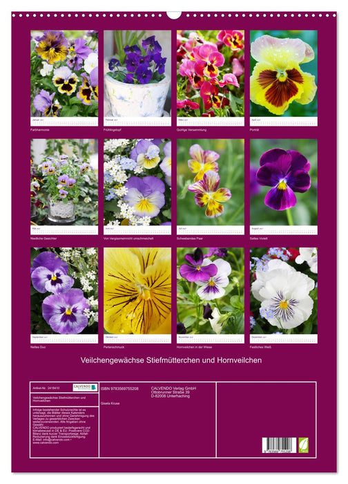 Veilchengewächse Stiefmütterchen und Hornveilchen (CALVENDO Wandkalender 2027)