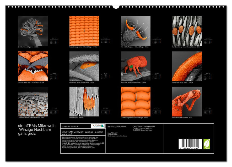 strucTEMs Mikrowelt - Winzige Nachbarn ganz groß (CALVENDO Premium Wandkalender 2027)