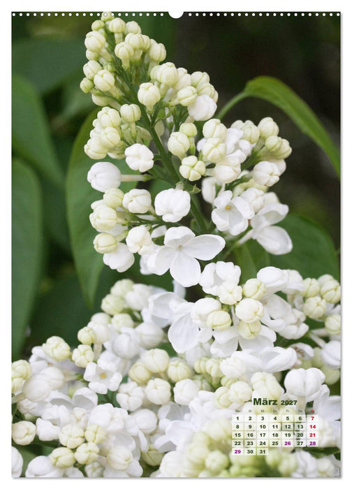 Fliederblüte (CALVENDO Premium Wandkalender 2027)