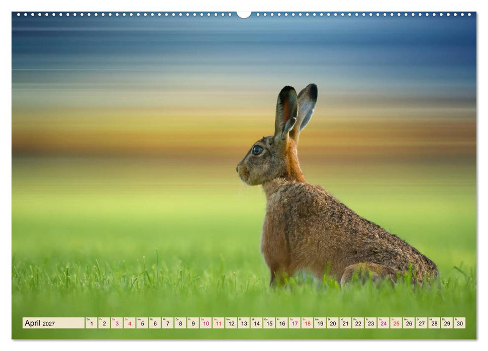 Feldhasen und Kaninchen (CALVENDO Premium Wandkalender 2027)