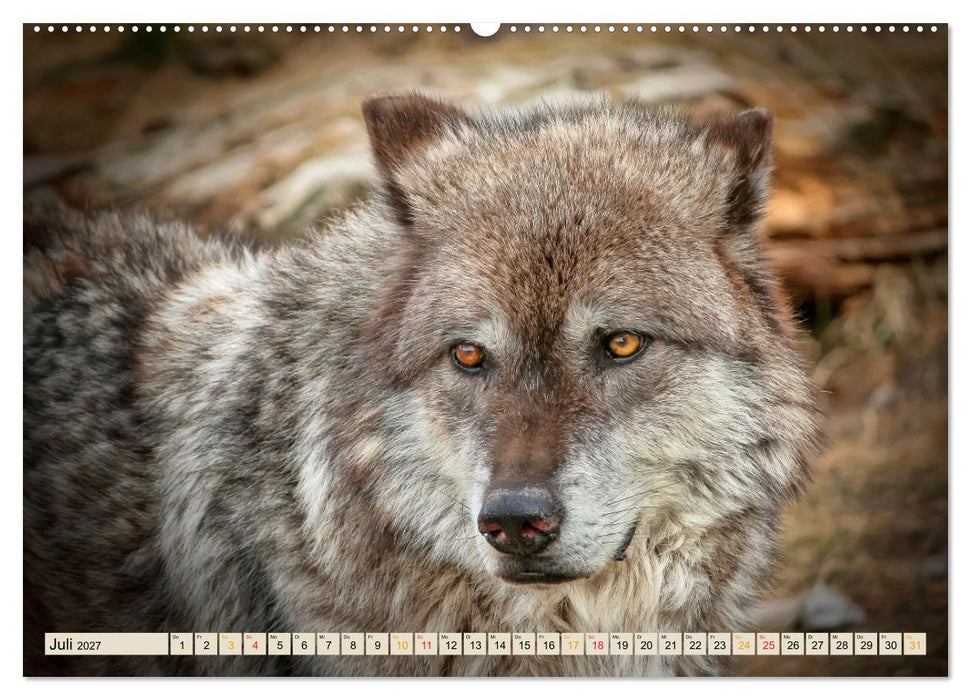 Wolf - Imposanter Jäger (CALVENDO Premium Wandkalender 2027)