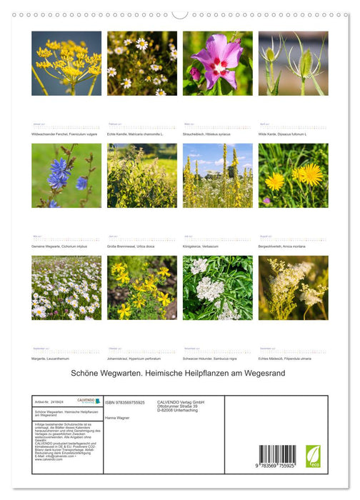 Schöne Wegwarten. Heimische Heilpflanzen am Wegesrand (CALVENDO Premium Wandkalender 2027)