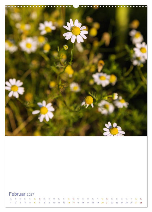 Schöne Wegwarten. Heimische Heilpflanzen am Wegesrand (CALVENDO Premium Wandkalender 2027)