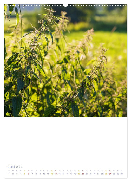 Schöne Wegwarten. Heimische Heilpflanzen am Wegesrand (CALVENDO Premium Wandkalender 2027)
