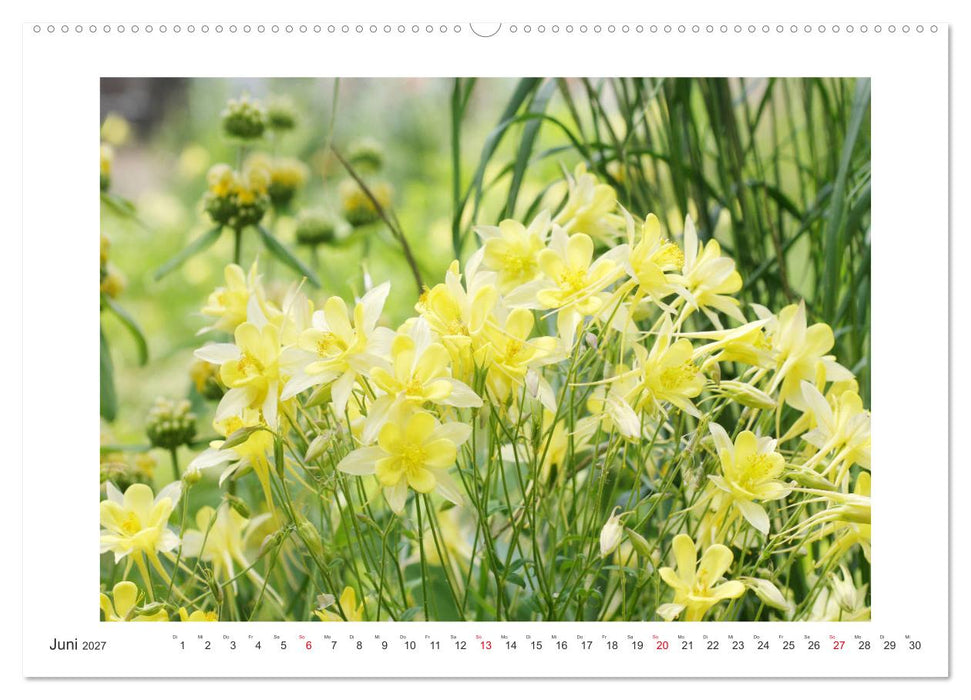 Akeleien im Garten (CALVENDO Wandkalender 2027)