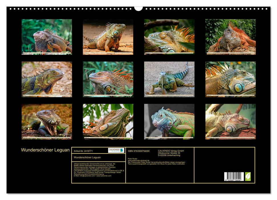 Wunderschöner Leguan (CALVENDO Wandkalender 2027)