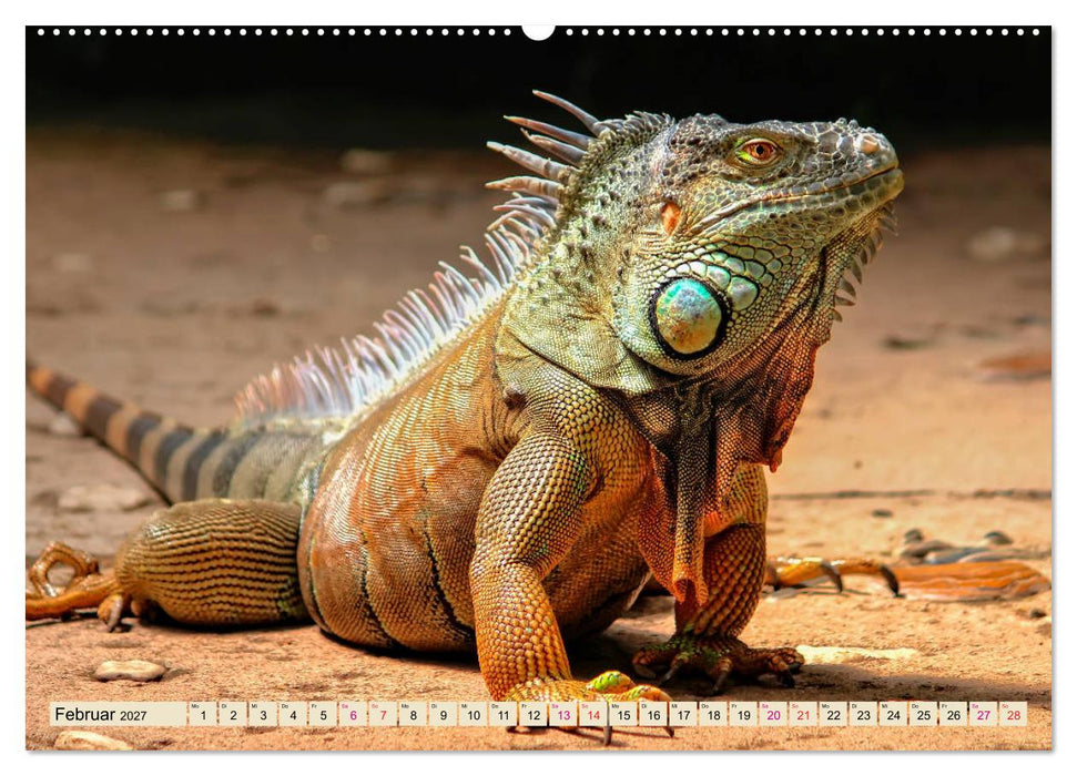 Wunderschöner Leguan (CALVENDO Wandkalender 2027)