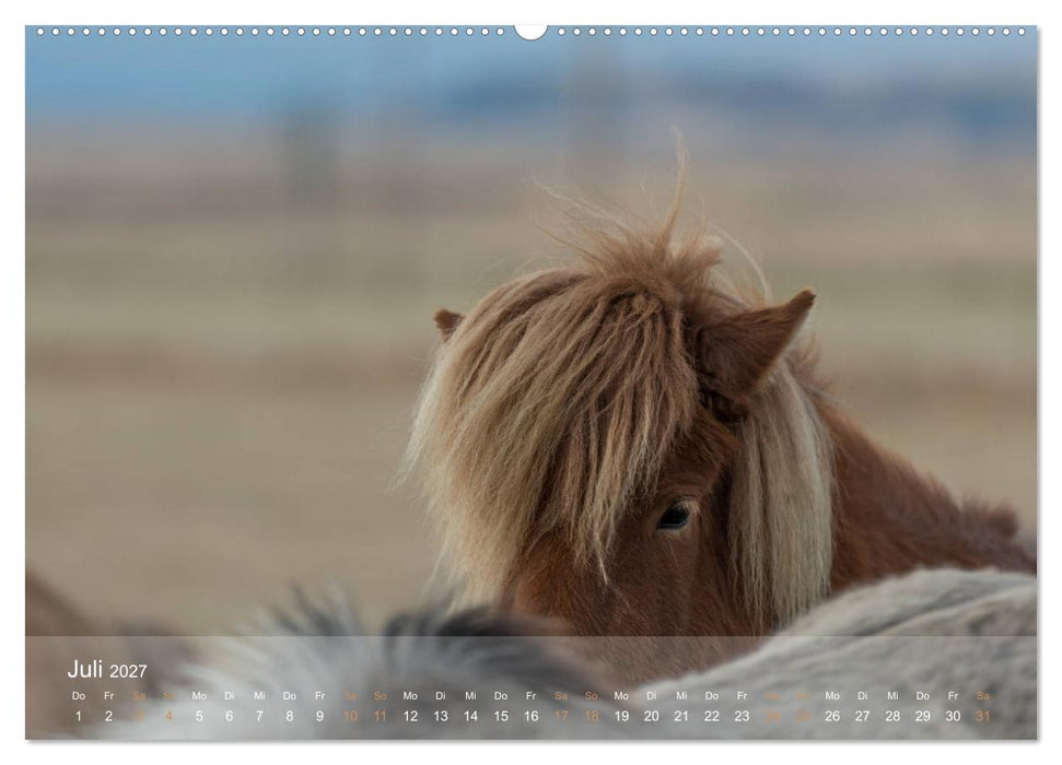 Islandpferde - Der Tölt Kalender (CALVENDO Premium Wandkalender 2027)
