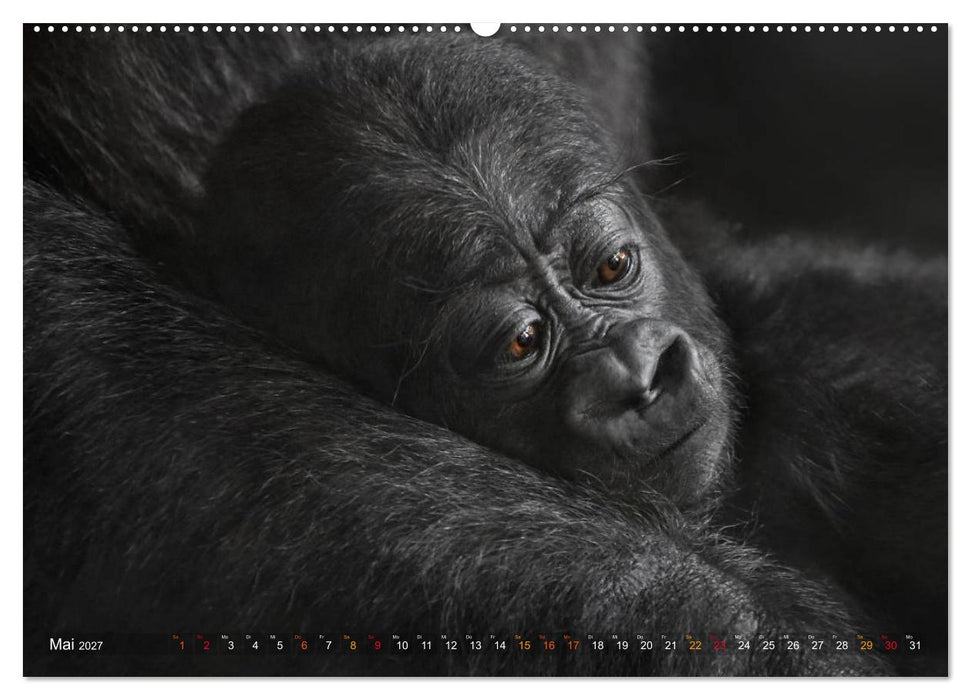 MENSCHENAFFENKINDER 2 (CALVENDO Wandkalender 2027)