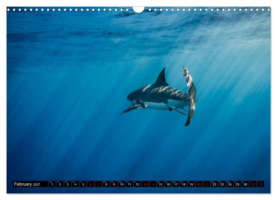 The Great White Shark: King of the Ocean (CALVENDO Monthly Calendar 2027)
