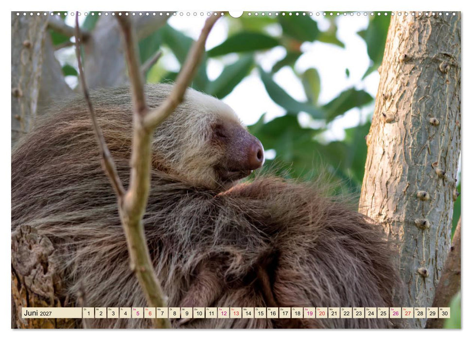 Abhängen - Faultier (CALVENDO Premium Wandkalender 2027)
