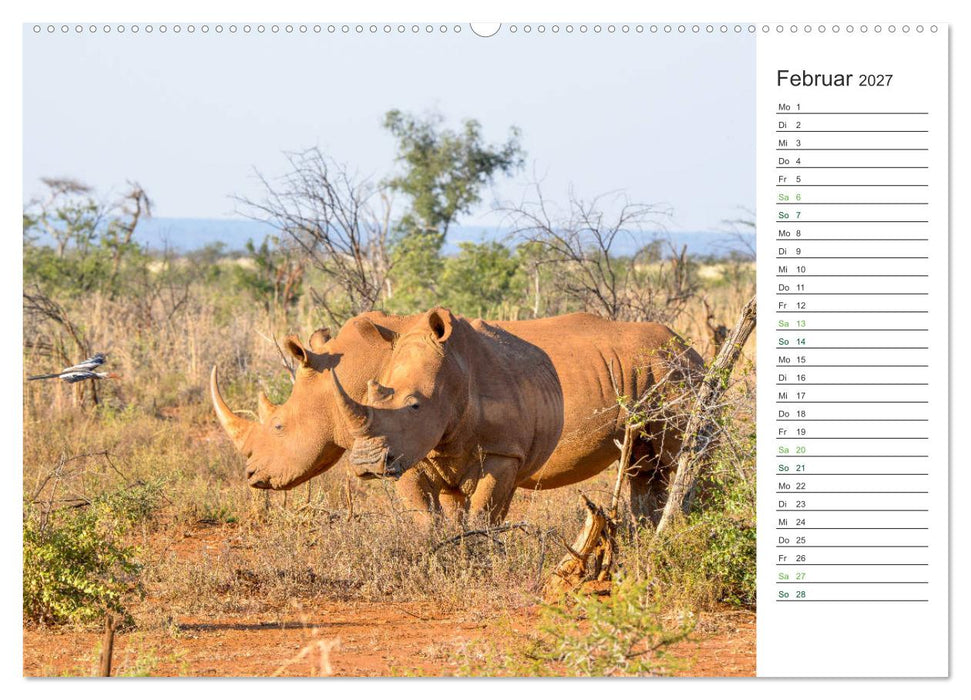 Nashörner - Sanfte Riesen (CALVENDO Premium Wandkalender 2027)
