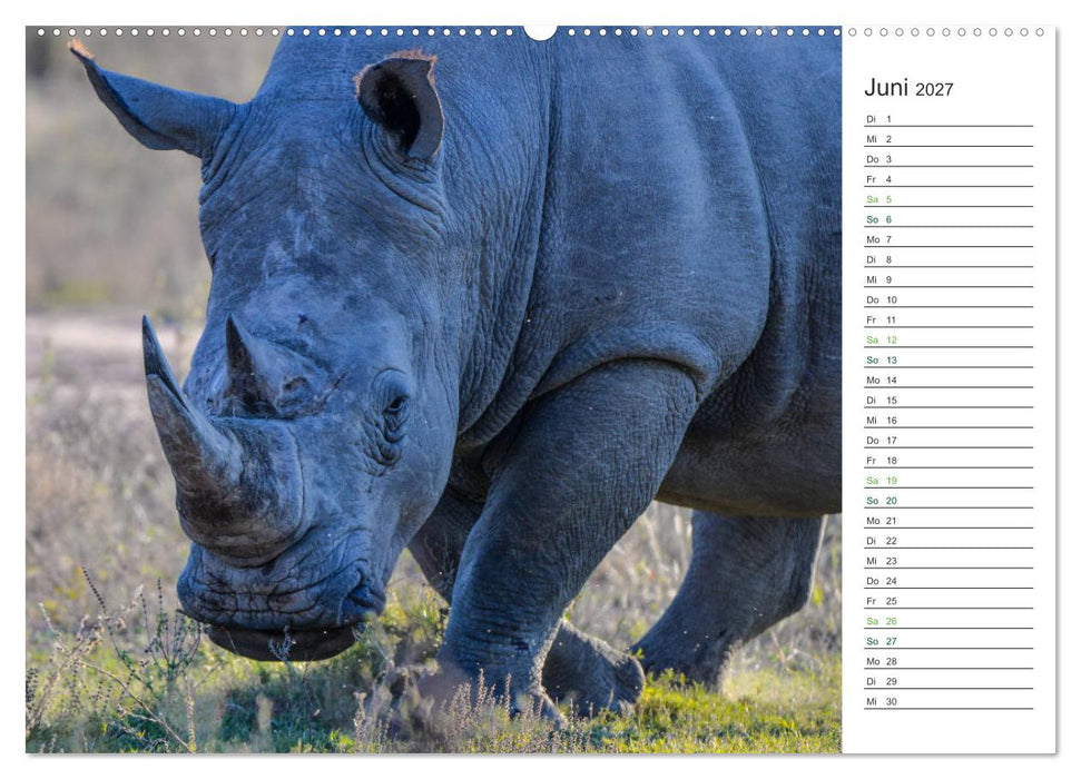 Nashörner - Sanfte Riesen (CALVENDO Premium Wandkalender 2027)