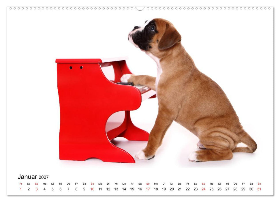 Funny Dogs (CALVENDO Premium Wandkalender 2027)