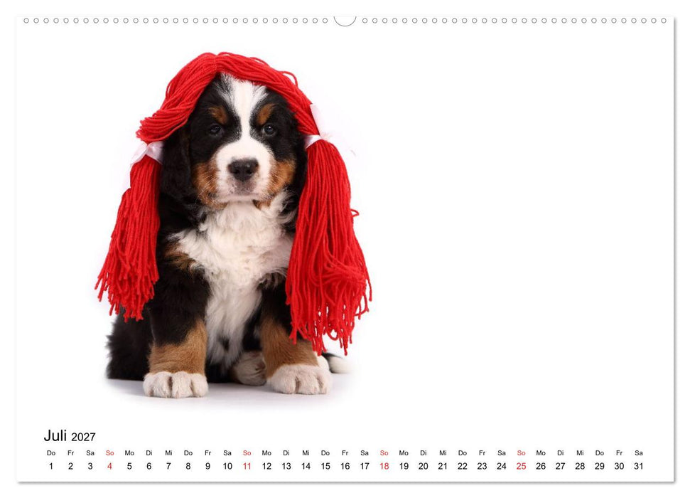 Funny Dogs (CALVENDO Premium Wandkalender 2027)