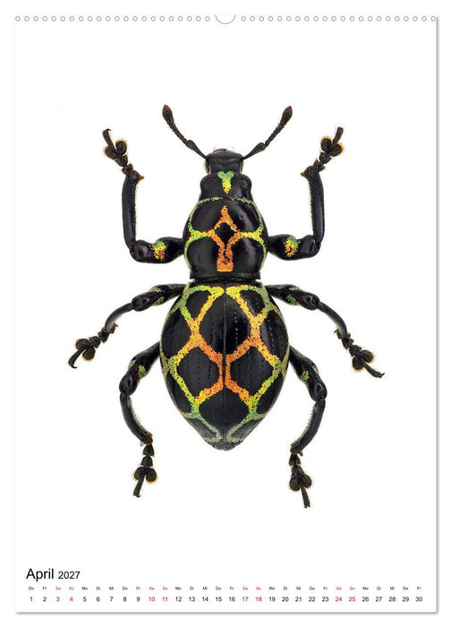Die schönsten Insekten (CALVENDO Wandkalender 2027)