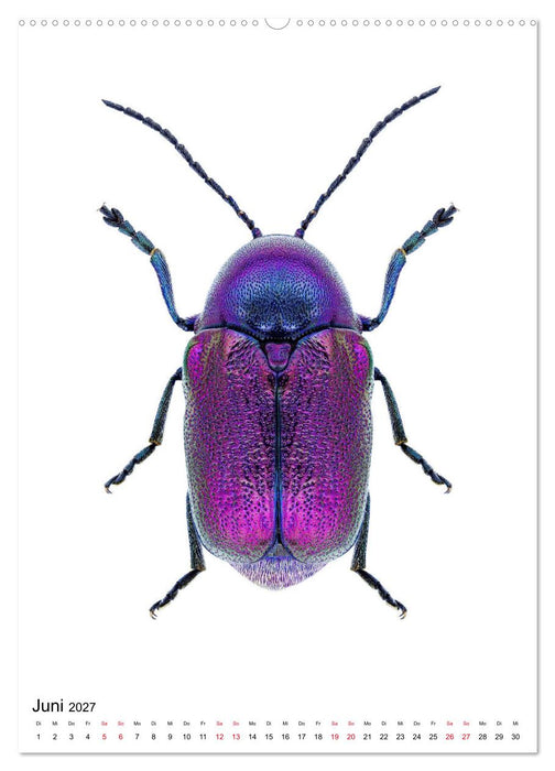 Die schönsten Insekten (CALVENDO Wandkalender 2027)