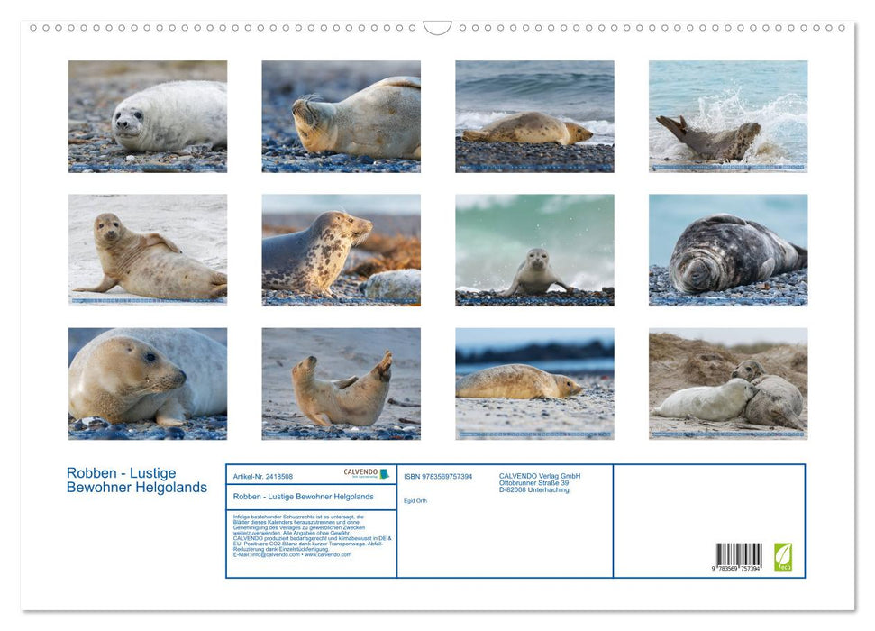 Robben - Lustige Bewohner Helgolands (CALVENDO Wandkalender 2027)