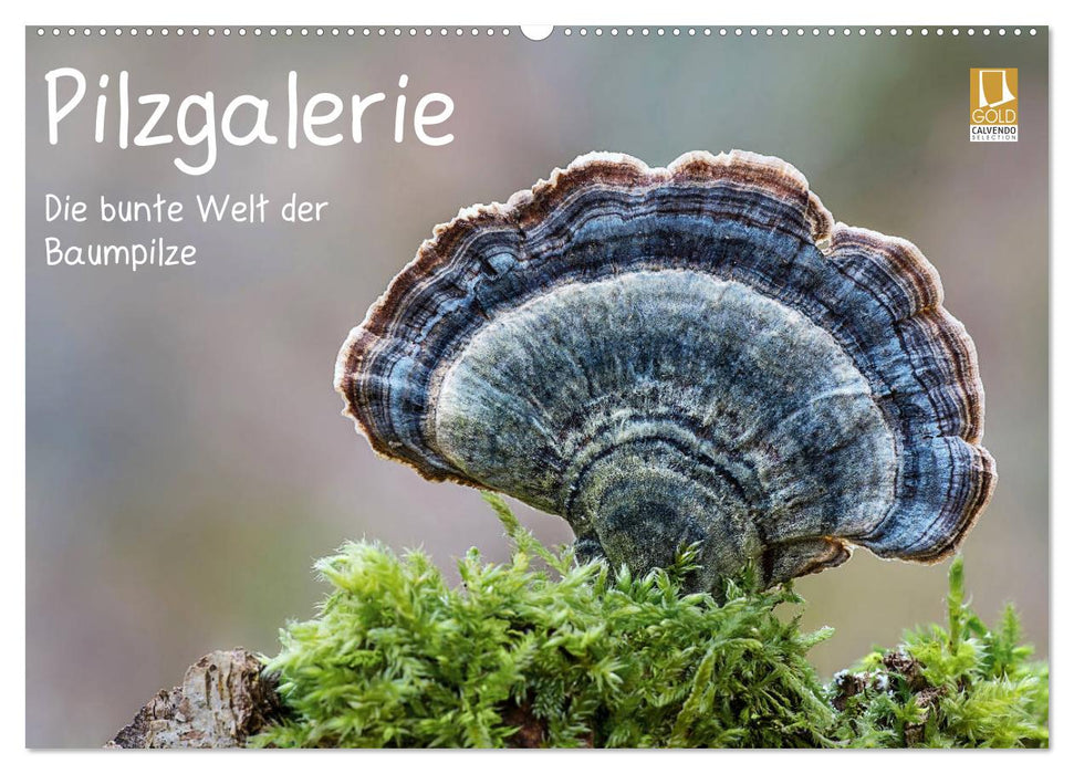 Pilzgalerie - Die bunte Welt der Baumpilze (CALVENDO Wandkalender 2027)