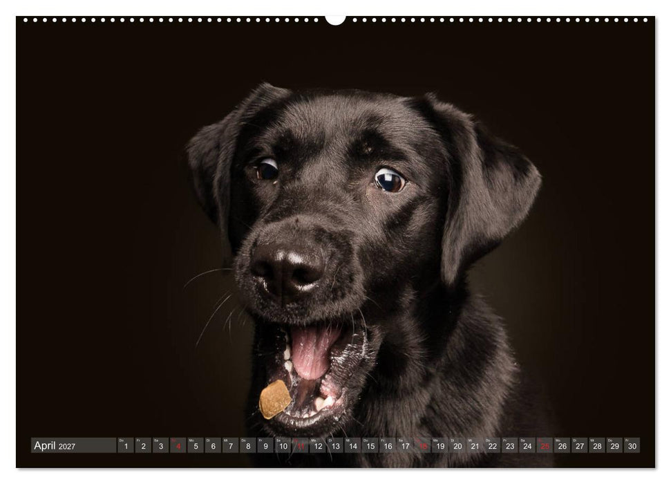 Fang das Leckerlie (CALVENDO Wandkalender 2027)