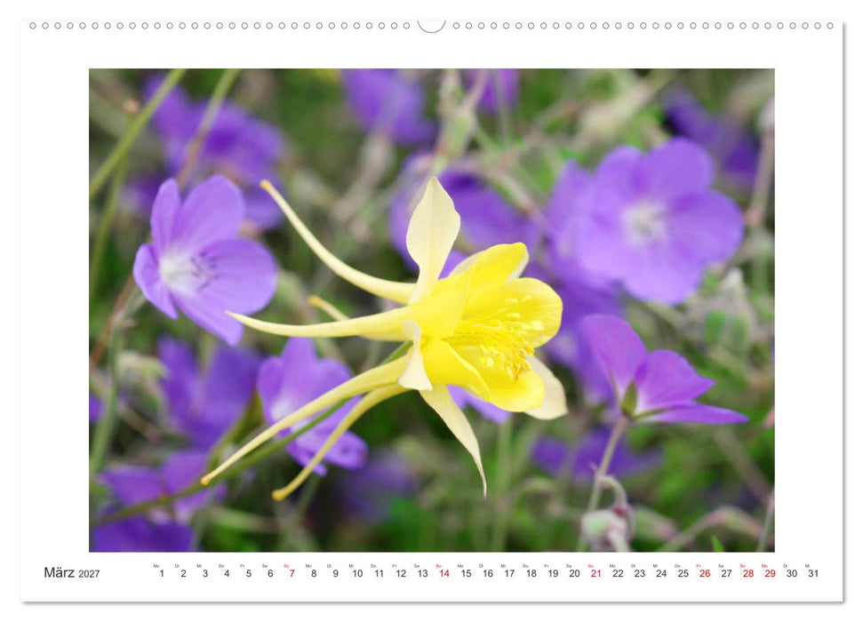 Akeleien im Garten (CALVENDO Premium Wandkalender 2027)