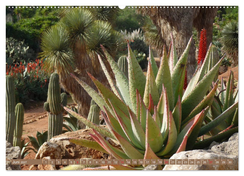 BOTANICACTUS Mallorcas Kakteengarten (CALVENDO Premium Wandkalender 2027)