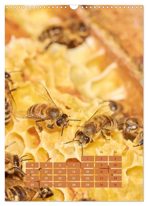 Geschäftig wie im Bienenstock (CALVENDO Wandkalender 2027)