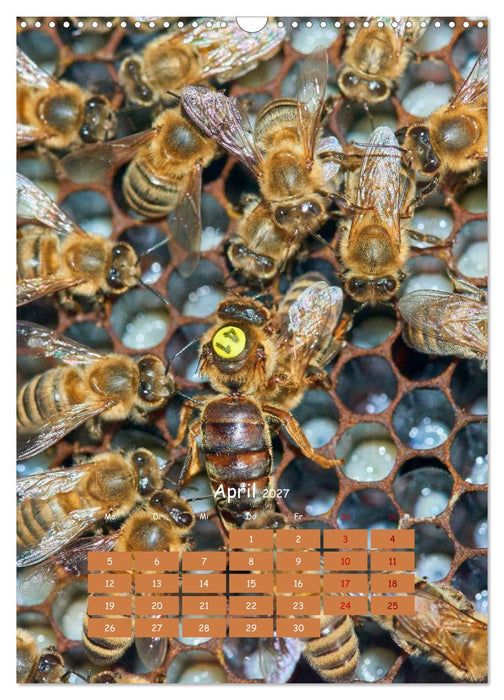 Geschäftig wie im Bienenstock (CALVENDO Wandkalender 2027)