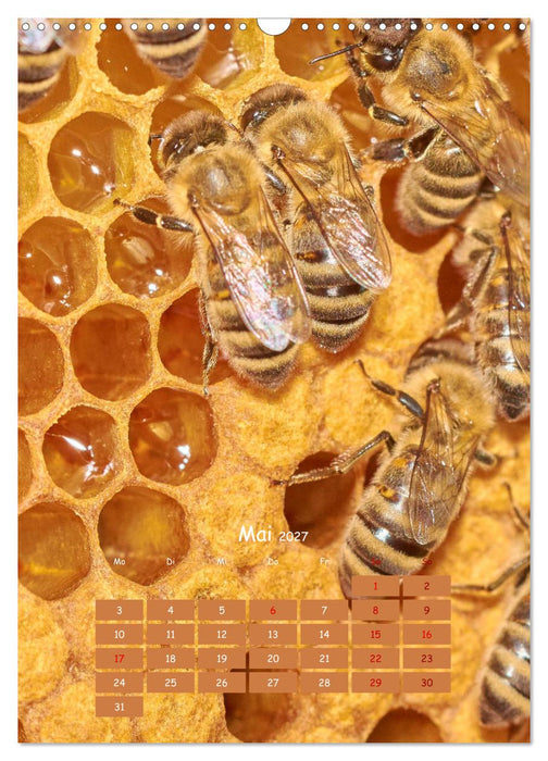 Geschäftig wie im Bienenstock (CALVENDO Wandkalender 2027)