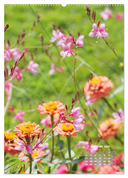 Zinnien im Garten (CALVENDO Wandkalender 2027)