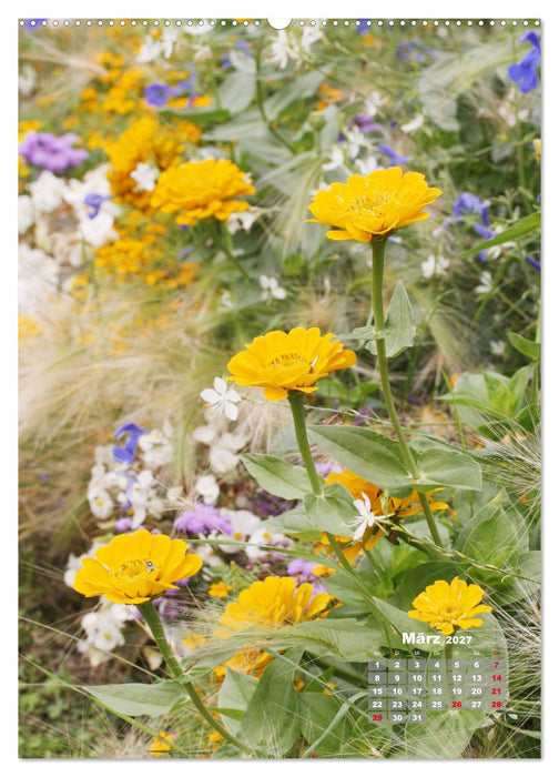 Zinnien im Garten (CALVENDO Wandkalender 2027)