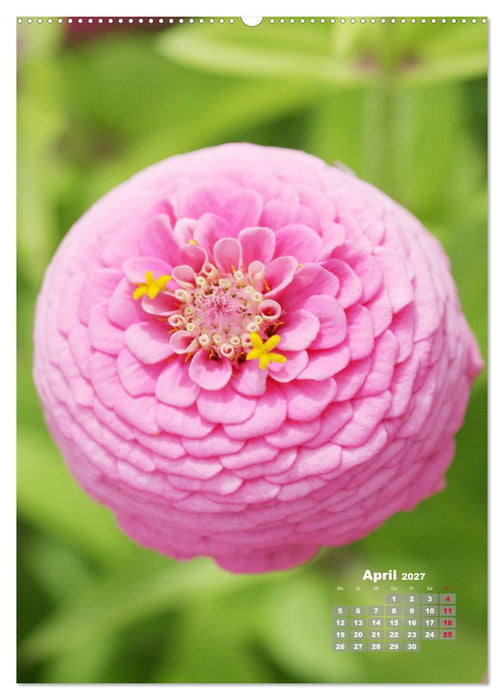Zinnien im Garten (CALVENDO Wandkalender 2027)