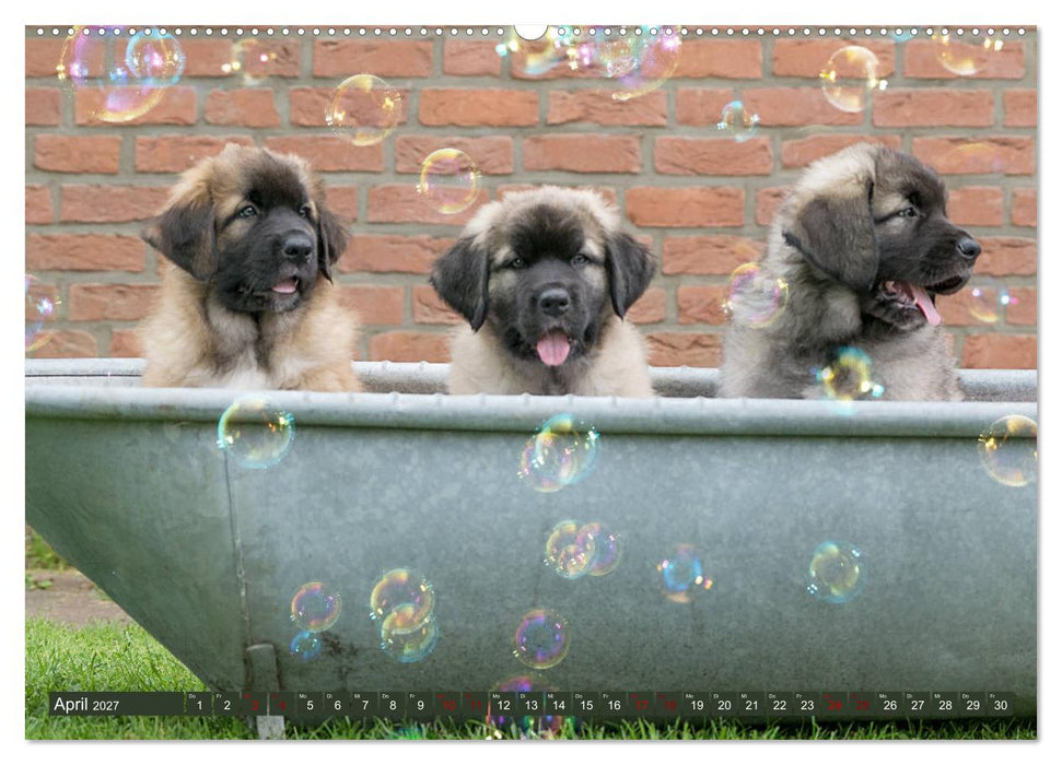 Germanische Bärenbabys (CALVENDO Premium Wandkalender 2027)