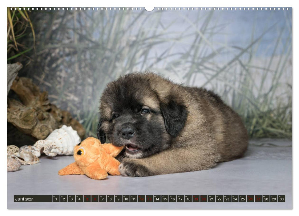 Germanische Bärenbabys (CALVENDO Premium Wandkalender 2027)