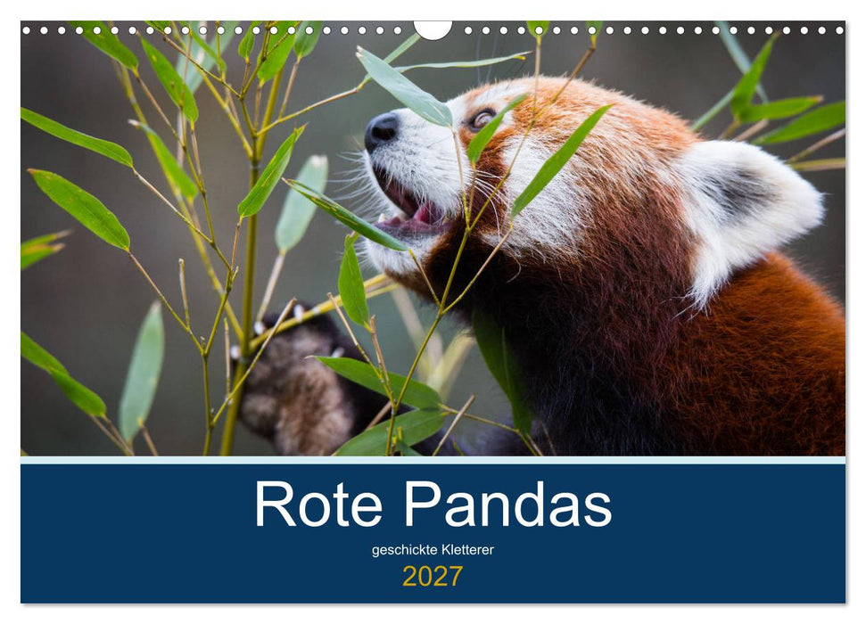Rote Pandas - geschickte Kletterer (CALVENDO Wandkalender 2027)