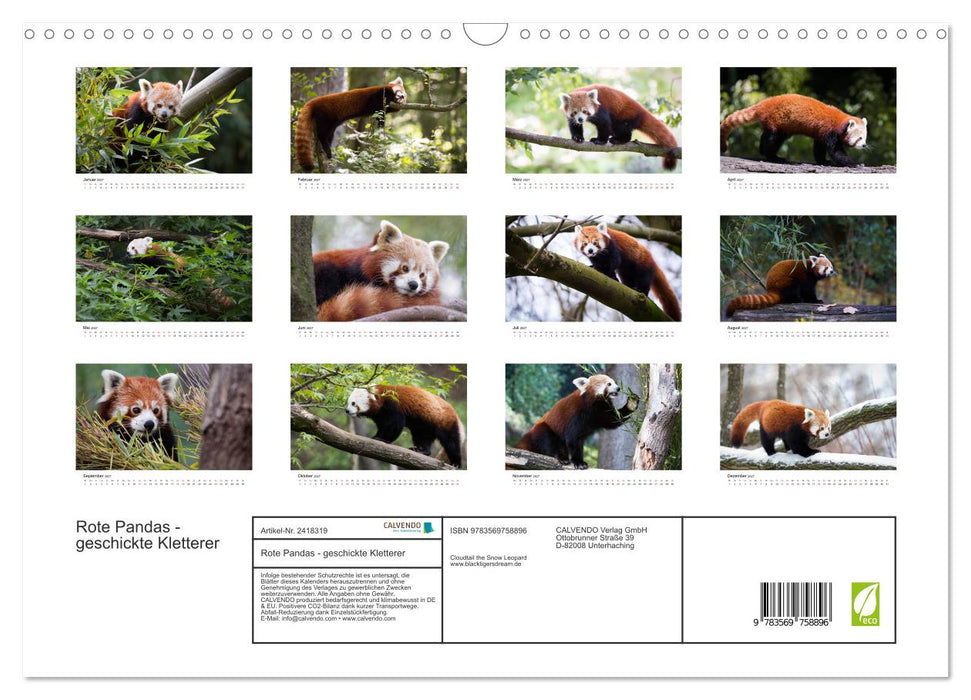 Rote Pandas - geschickte Kletterer (CALVENDO Wandkalender 2027)