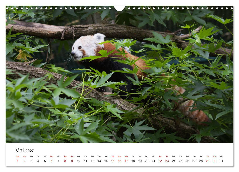 Rote Pandas - geschickte Kletterer (CALVENDO Wandkalender 2027)