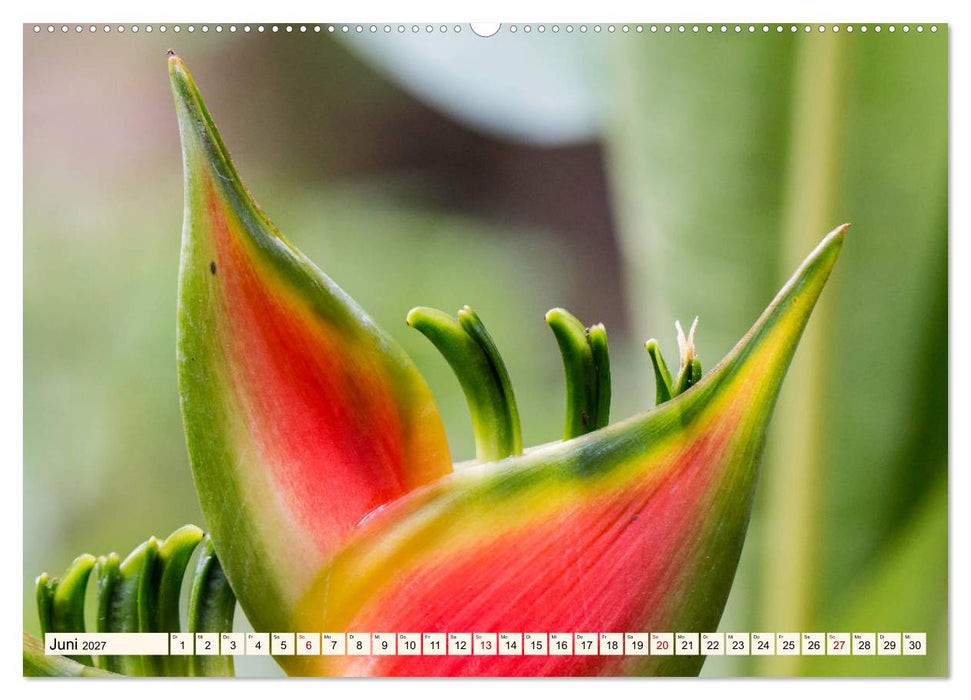Costa Rica - Farben des Regenwaldes (CALVENDO Premium Wandkalender 2027)