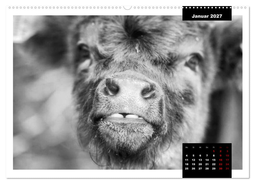 Faszination Schottisches Hochlandrind (CALVENDO Wandkalender 2027)