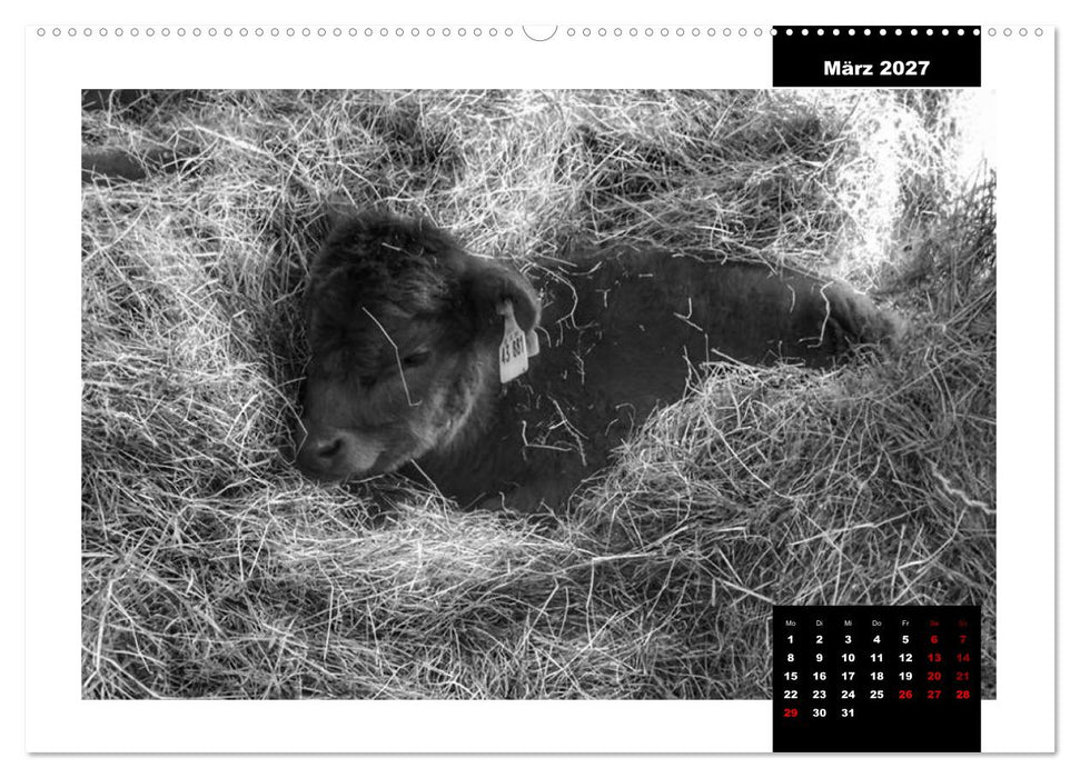 Faszination Schottisches Hochlandrind (CALVENDO Wandkalender 2027)