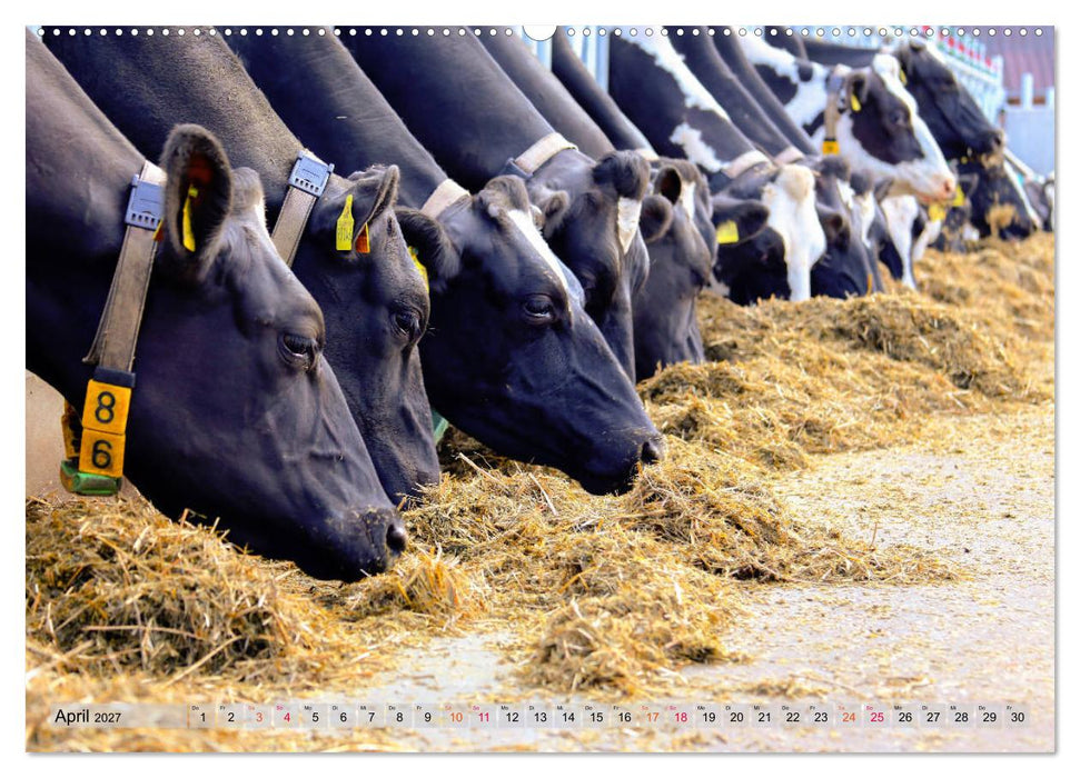 Sanfte Holsteiner (CALVENDO Wandkalender 2027)