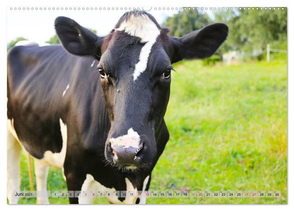 Sanfte Holsteiner (CALVENDO Wandkalender 2027)